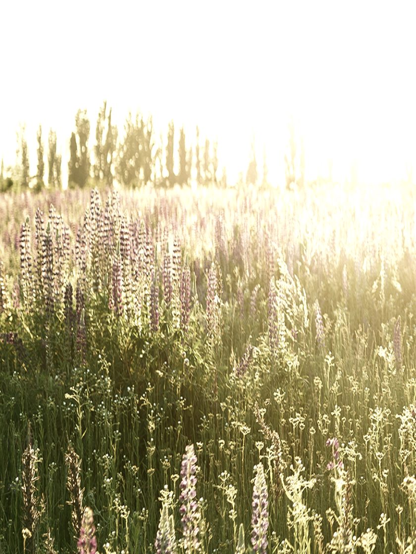 Campo de flores em luz suave